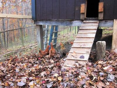 Use Dry Leaves as Chicken Coop Bedding Image